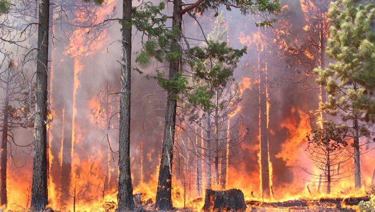 Campanya per els Damnificats dels Incendis